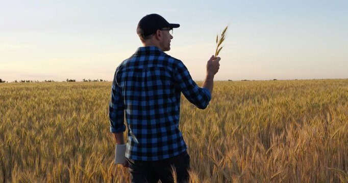 Farmer walks through golden wheat beneath evening sky with calm confidence. Symbolic scene reflects hope, optimism, determination and belief in brighter future built through dedication and hard work.