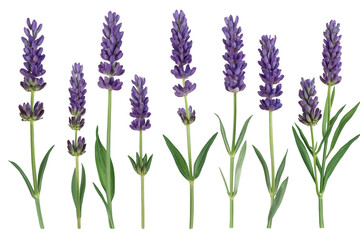 Fototapeta premium Individual lavender flower stems in a botanical row