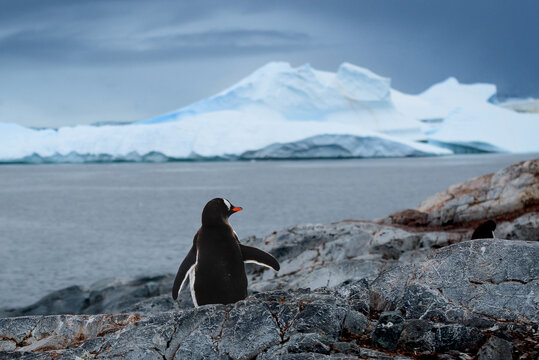 Colony of Gentoo penguins (Pygoscelis papua) gathered on rocky coast in Antarctica.