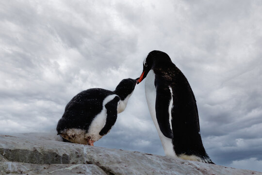 Colony of Gentoo penguins (Pygoscelis papua) gathered on rocky coast in Antarctica.