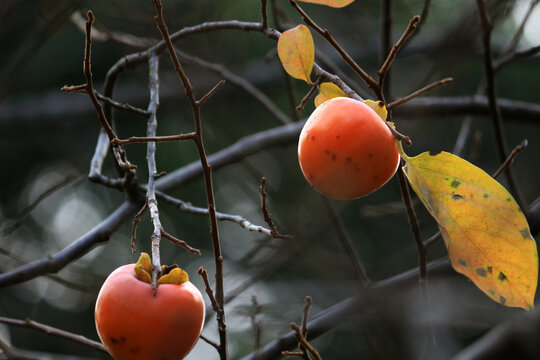Ripe persimmons hanging on tree branches with autumn leaves in late autumn