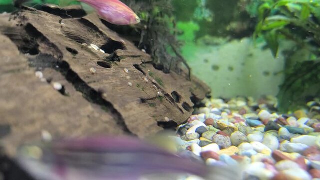 Colorful fish swim in a bright aquarium with lush green plants 