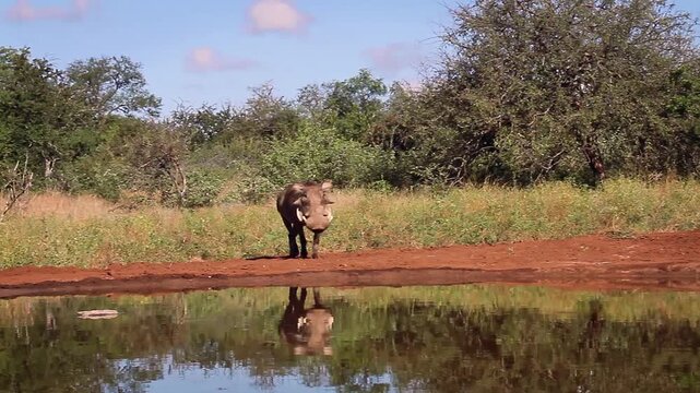 Common warthog walking front view to waterhole with reflection in greater Kruger National park, South Africa ; Specie Phacochoerus africanus family of Suidae