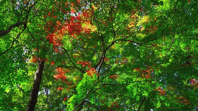 Low angle shot of sunlight filtering through green and red maple leaves swaying in the gentle breeze