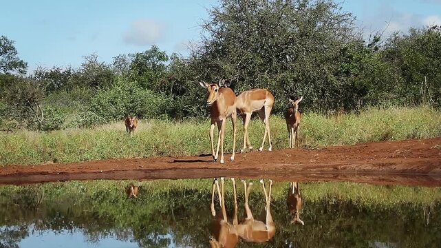 Four Common Impalas walking and drinking front view in waterhole with reflection in Greater Kruger National park, South Africa ; Specie Aepyceros melampus family of Bovidae
