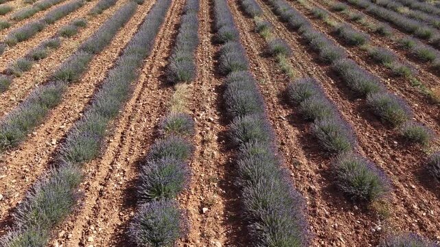 Aerial view flying over lavender field in brihuega