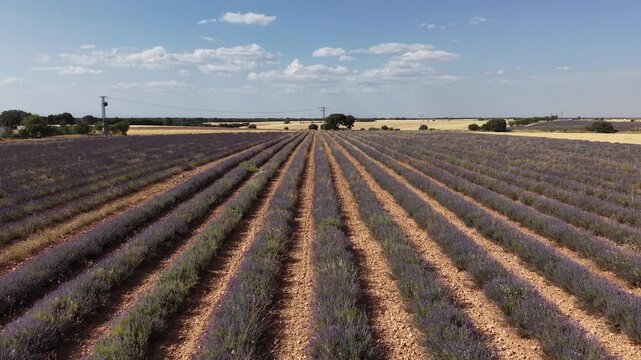 Scenic brihuega lavender field landscape in spain