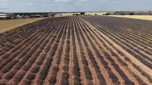 Drone flying forward over brihuega lavender fields