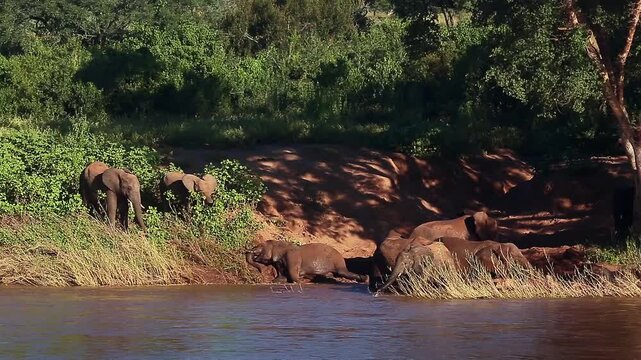 African bush elephant herd drinking and mud bathing in riverside scenery in Greater Kruger National park, South Africa ; Specie Loxodonta africana family of Elephantidae