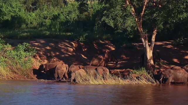 African bush elephant herd drinking and mud bathing in riverside scenery in Greater Kruger National park, South Africa ; Specie Loxodonta africana family of Elephantidae
