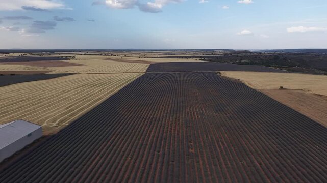 Aerial view of brihuega lavender field