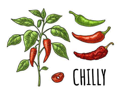 Branch of chili plant with leaf and pepper. Vintage vector engraving color illustration isolated on white. Hand drawn design element