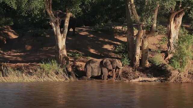 Small group of African bush elephants drinking and mud bathing in riverside scenery in Greater Kruger National park, South Africa ; Specie Loxodonta africana family of Elephantidae