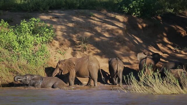 Small group of African bush elephants drinking and mud bathing in riverside scenery in Greater Kruger National park, South Africa ; Specie Loxodonta africana family of Elephantidae