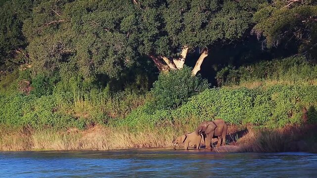 Three African bush elephants drinking in riverside lush scenery in Greater Kruger National park, South Africa ; Specie Loxodonta africana family of Elephantidae