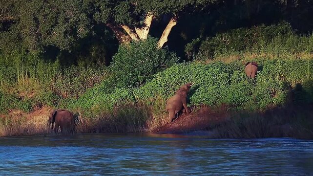 Three African bush elephants going out of water in riverside lush scenery in Greater Kruger National park, South Africa ; Specie Loxodonta africana family of Elephantidae