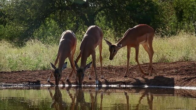 Small group of Common Impalas walking and drinking backlit front view in waterhole in Greater Kruger National park, South Africa ; Specie Aepyceros melampus family of Bovidae