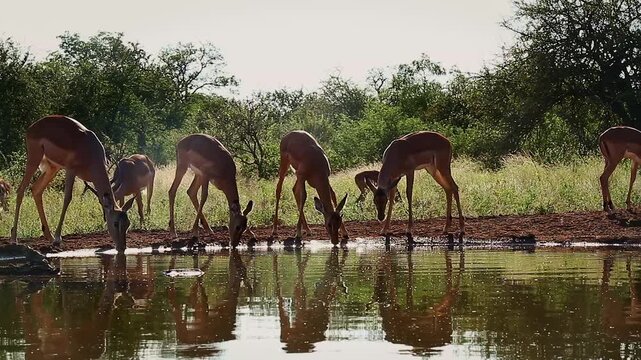 Small group of Common Impalas walking and drinking backlit front view in waterhole in Greater Kruger National park, South Africa ; Specie Aepyceros melampus family of Bovidae