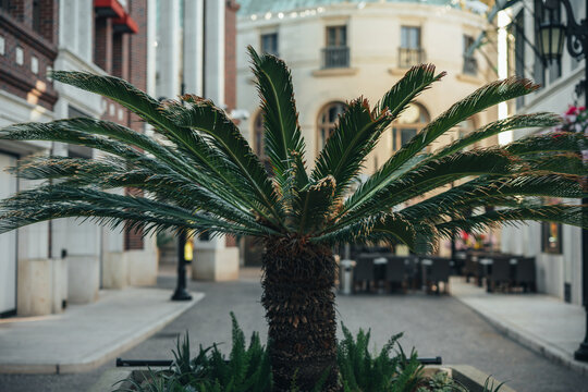 Beverly Hills, California, United States - 15 March 2026: View of a cycad plant in a planter on Rodeo Drive with historic architecture and outdoor seating in the background.