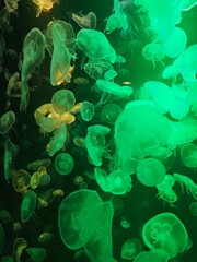 jellyfish in aquarium © JARINPORN