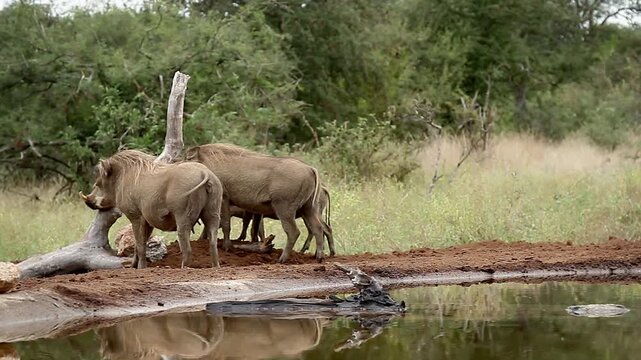 Common warthog family scratching on a log  in greater Kruger National park, South Africa ; Specie Phacochoerus africanus family of Suidae