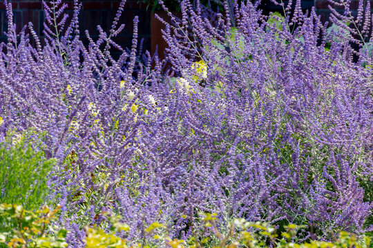 Selective focus purple blue spire flowers in the garden with warm sunlight, Salvia yangii or Perovskia atriplicifolia is a flowering herbaceous perennial plant and subshrub, Natural floral background.