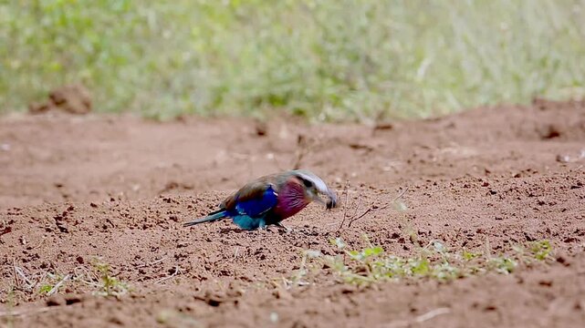 Lilac breasted roller eating dung bettle on the ground in Greater Kruger National park, South Africa ; Specie Coracias caudatus family of Coraciidae