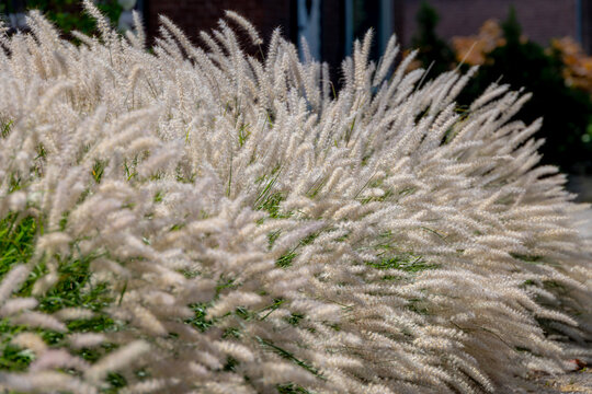White fluffy flowers Pennisetum orientale or Chinese fountain grass, A perennial ornamental grass prized for its silky, white to pinkish plumes that bloom from summer into autumn, Natural background.