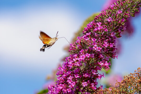 Selective focus of small butterfly sucking pollen of Summer lilac flowers (Vlinderstruik or Buddleja davidii) The Hummingbird hawk-moth (Kolibrievlinder) is a species of hawk moth, Wildlife of insects
