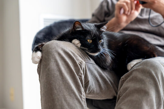 Black and white cat relaxing on a person's lap. Concept of companionship, pet bonding, comfort, trust, relaxation, and cozy home life