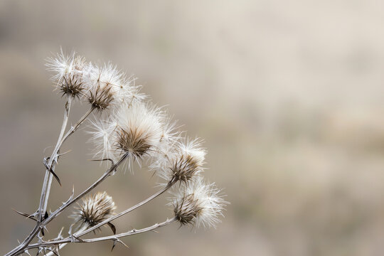 Dried thistle seed heads with feathery white pappus against a soft neutral background