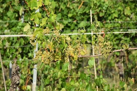 Uva e vigneti del Monferrato - Zona Cuccaro - Alessandria - Piemonte - Italia