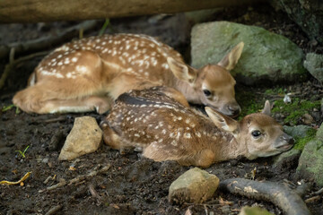 Obraz premium European fallow deer fawns resting on forest floor