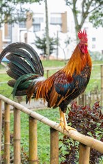 Vibrant colorful rooster perched on a bamboo fence outdoors © Baudalab