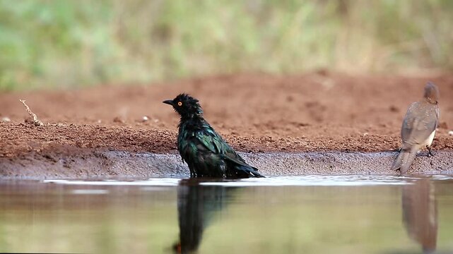 Cape Glossy Starling bathing and splashing in waterhole in Greater Kruger National park, South Africa ; Specie Lamprotornis nitens family of Sturnidae