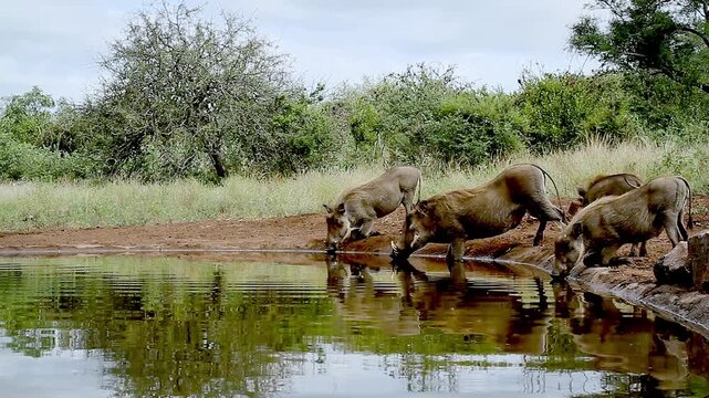 Common warthog family walking and drinking in waterhole with reflection in greater Kruger National park, South Africa ; Specie Phacochoerus africanus family of Suidae