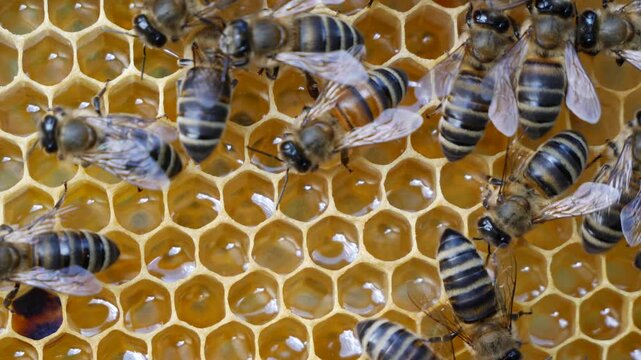 
The bees produce wax and cover the honey in the combs with it.