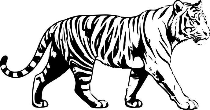 Walking tiger vector illustration, black and white outline wild animal big cat logo and mascot design