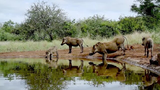 Common warthog family walking and bathing in waterhole with reflection in greater Kruger National park, South Africa ; Specie Phacochoerus africanus family of Suidae