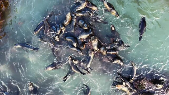 New Zealand fur seal pups playing in their colony rock pools