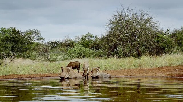 Common warthog family walking and bathing in waterhole with reflection in greater Kruger National park, South Africa ; Specie Phacochoerus africanus family of Suidae