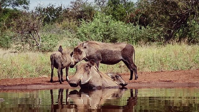 Common warthog family bonding and bathing with oxpecker in waterhole with reflection in greater Kruger National park, South Africa ; Specie Phacochoerus africanus family of Suidae