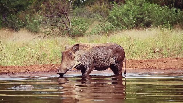 Common warthog bathing and walk out of  waterhole in greater Kruger National park, South Africa ; Specie Phacochoerus africanus family of Suidae
