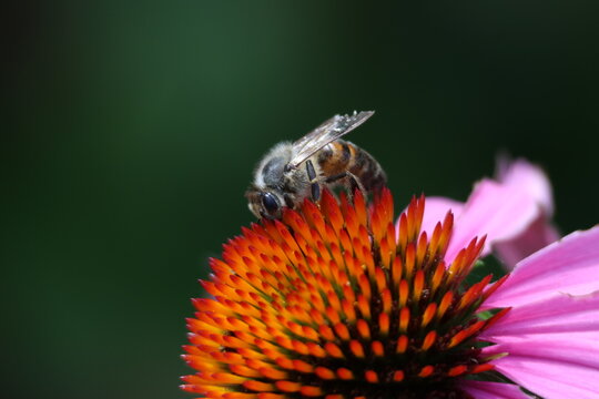 Abeille domestique butinant une &eacute;chinac&eacute;e pourpre
