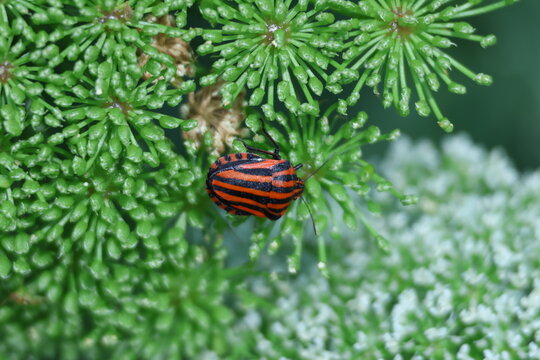 Graphosome d&rsquo;Italie rouge et noir sur une inflorescence verte
