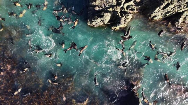 New Zealand fur seal pups playing in their colony rock pools