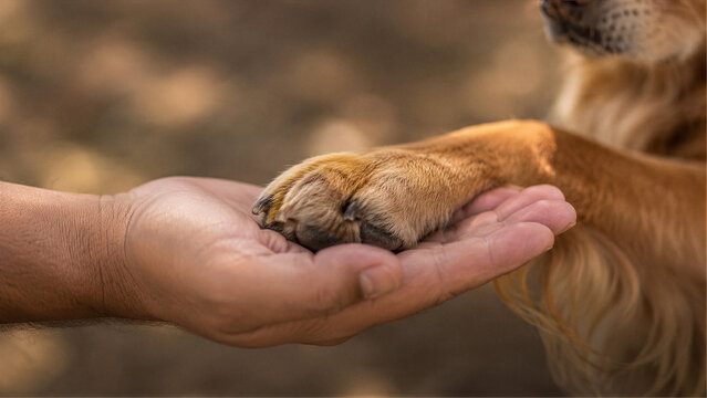 Dog paw resting on human hand outdoors, friendship and trust between pet and owner concept with copy space