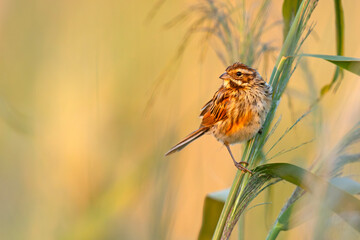 Potrzos zwyczajny (Emberiza schoeniclus) na źdźble trzciny w złotym świetle zachodu słońca © Grzegorz