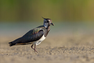 Czajka zwyczajna (Vanellus vanellus) z ozdobnym czubkiem na piaszczystym brzegu wody © Grzegorz