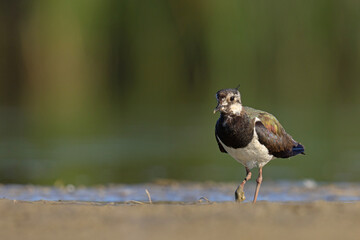 Czajka zwyczajna (Vanellus vanellus) z ozdobnym czubkiem na piaszczystym brzegu wody © Grzegorz